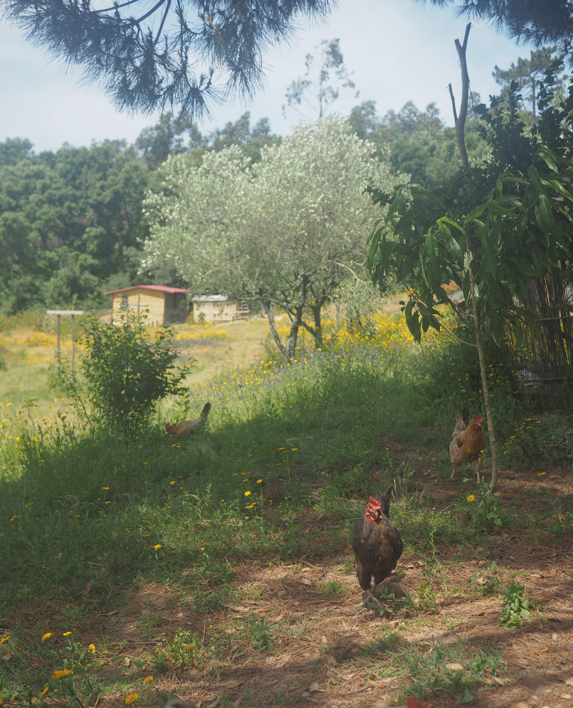 Farm